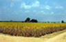farm-4